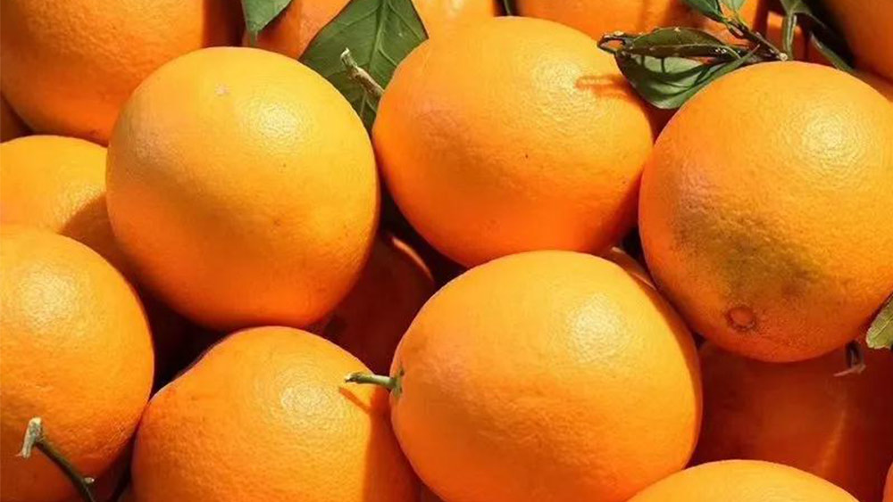 意合云鲜橙果园-舌尖上的脐橙！！